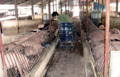 Hưng Yên Chủ động đối phó với dịch tai xanh